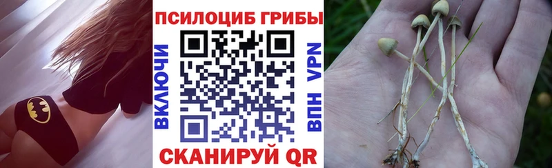 Купить  Родники  Псилоцибиновые грибы Psilocybine cubensis 